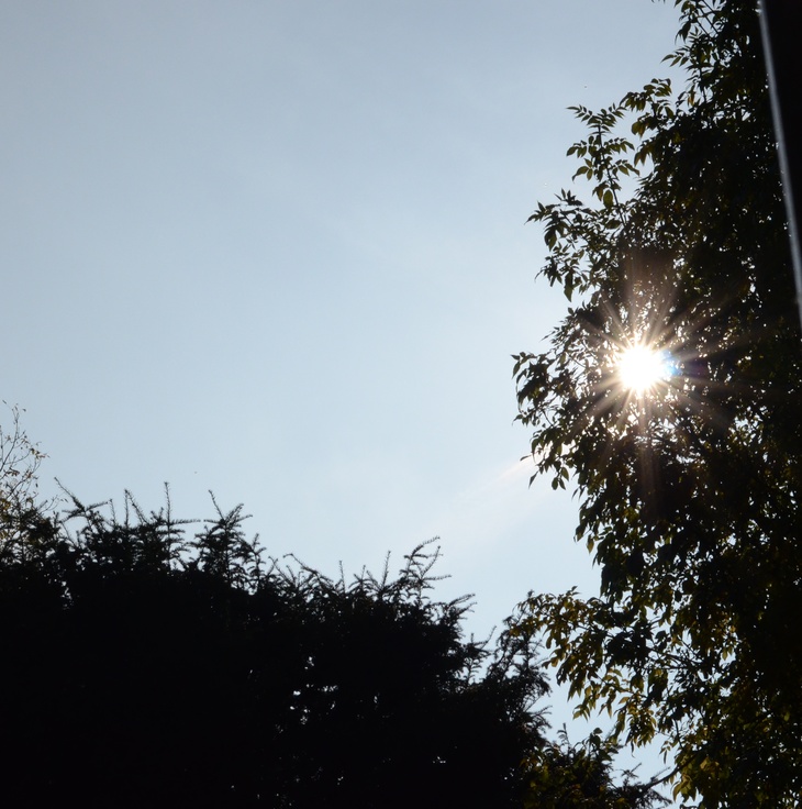 2015-10-31_12-47_trees-sky-sun_730